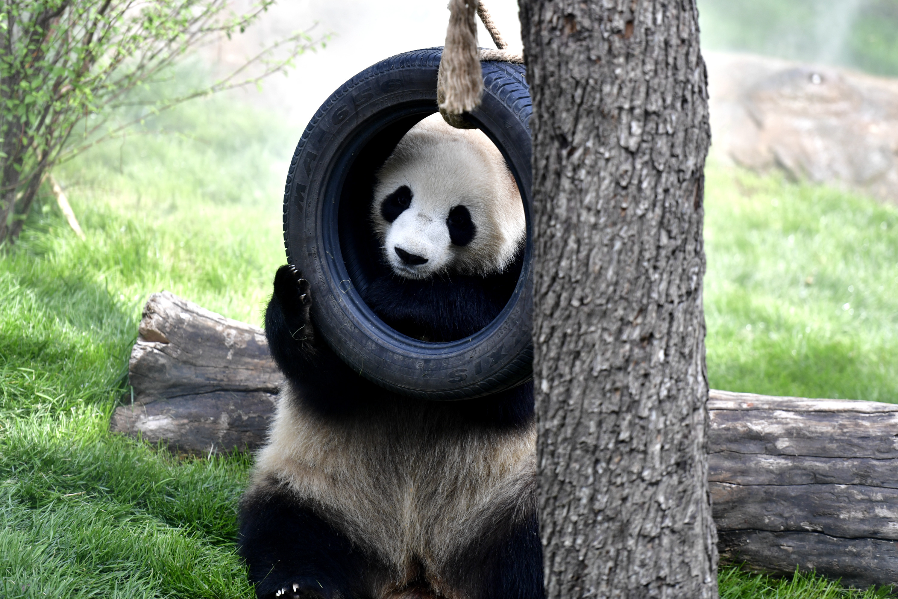 新华社照片,西宁,2019年6月16日    高原西宁首家熊猫馆对外开放