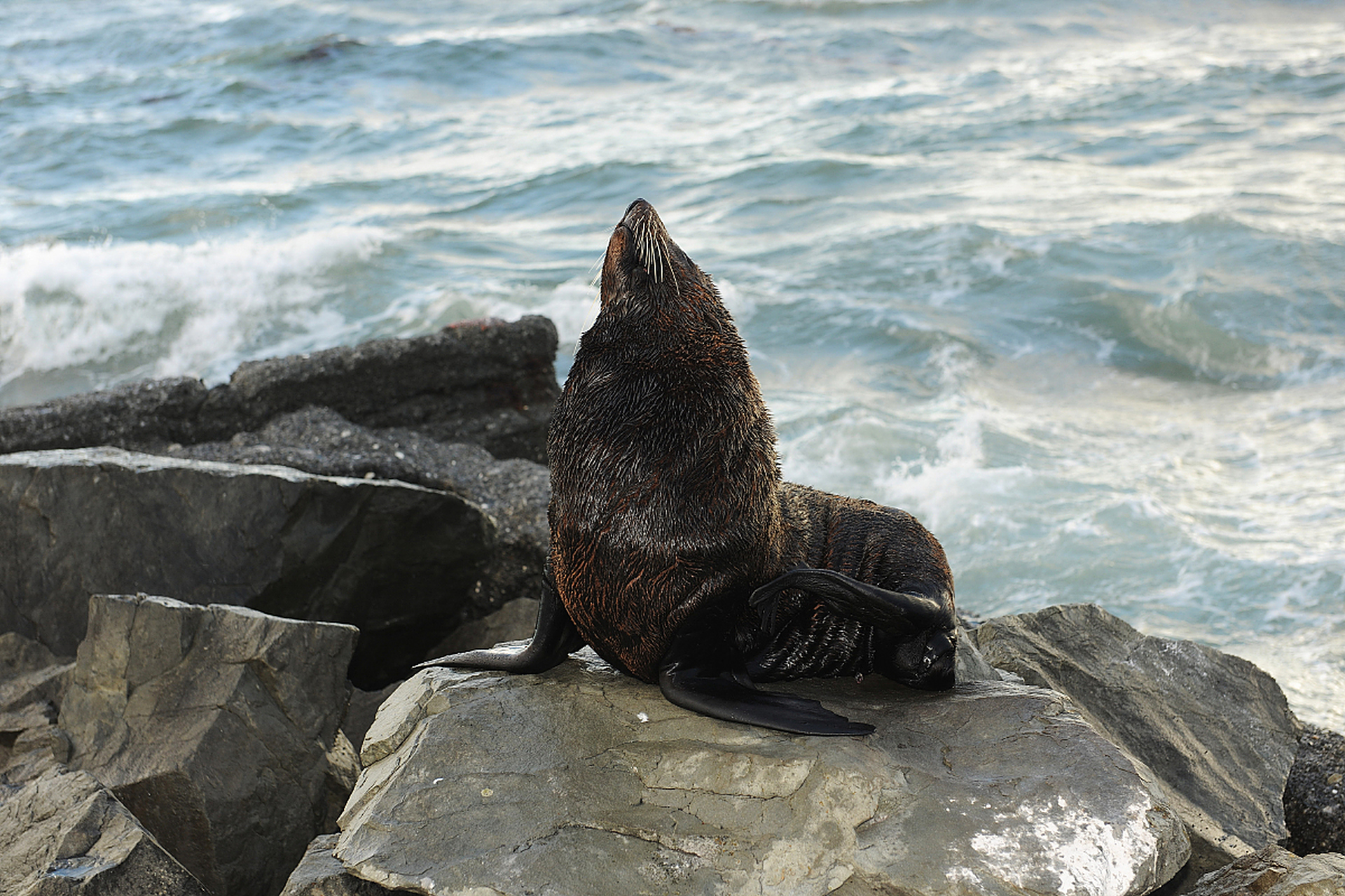海豹是一种可爱的海洋哺乳动物,生活在全球的海洋和沿岸地区.