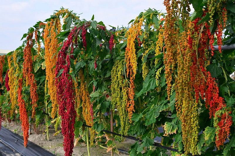 谷类红宝石,原住民食材台湾红藜!高蛋白质,纤维,抗氧化营养优