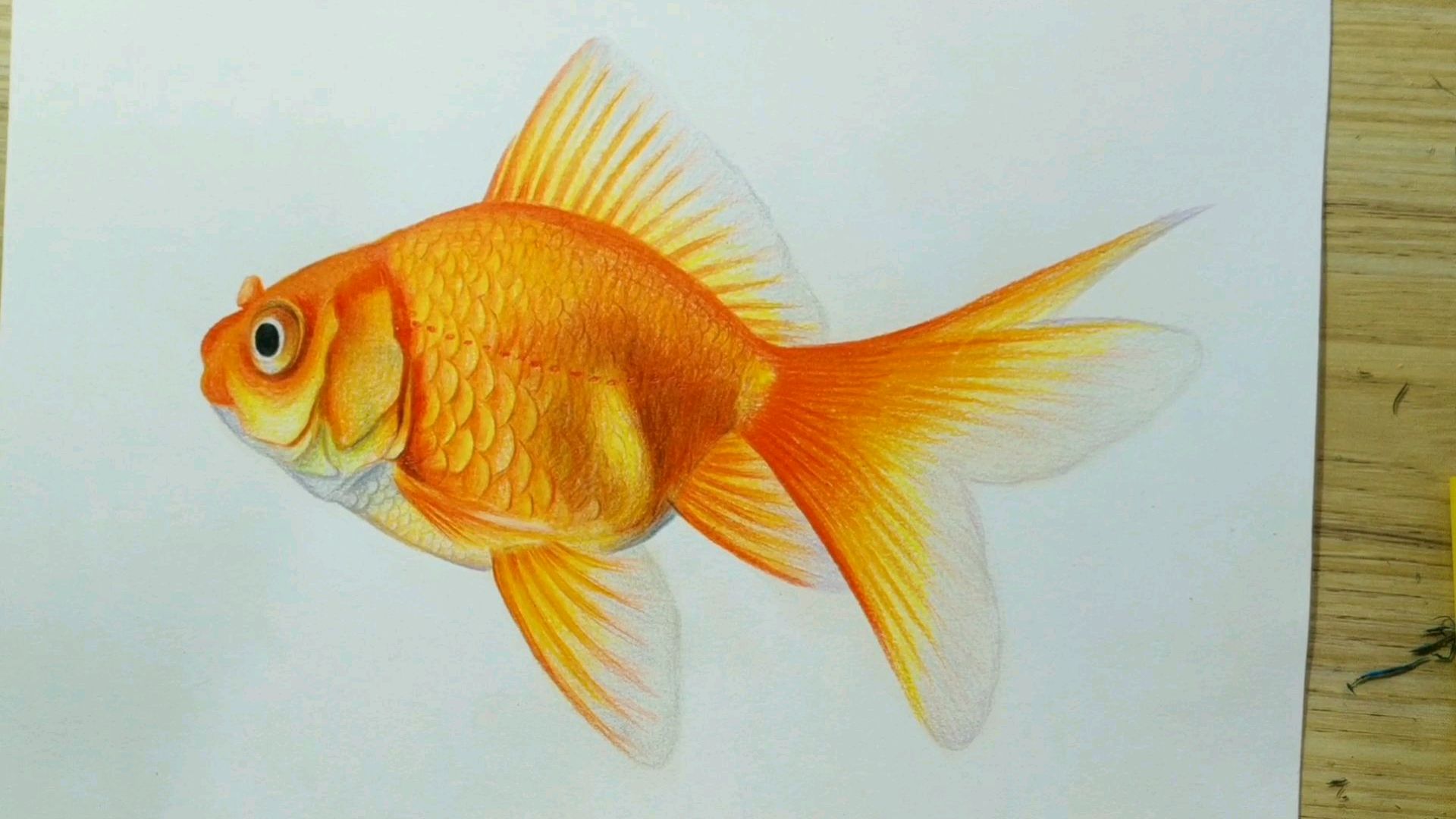 彩铅画漂亮的金鱼