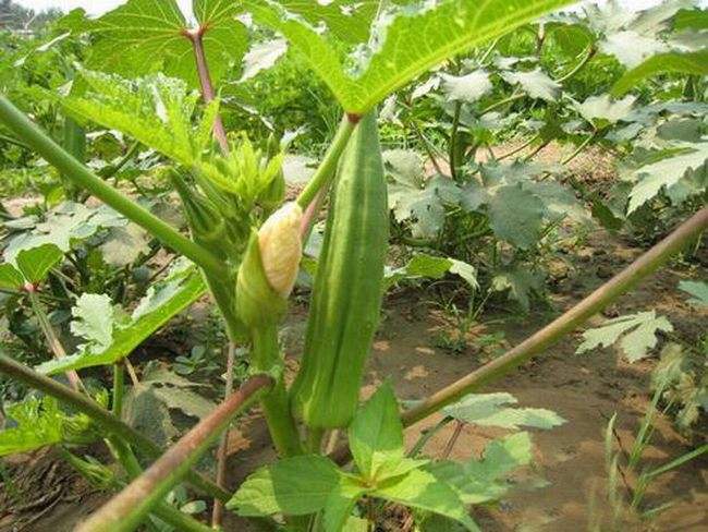 秋葵种植时间及技术要点(秋葵种植时间及技术要点北方)