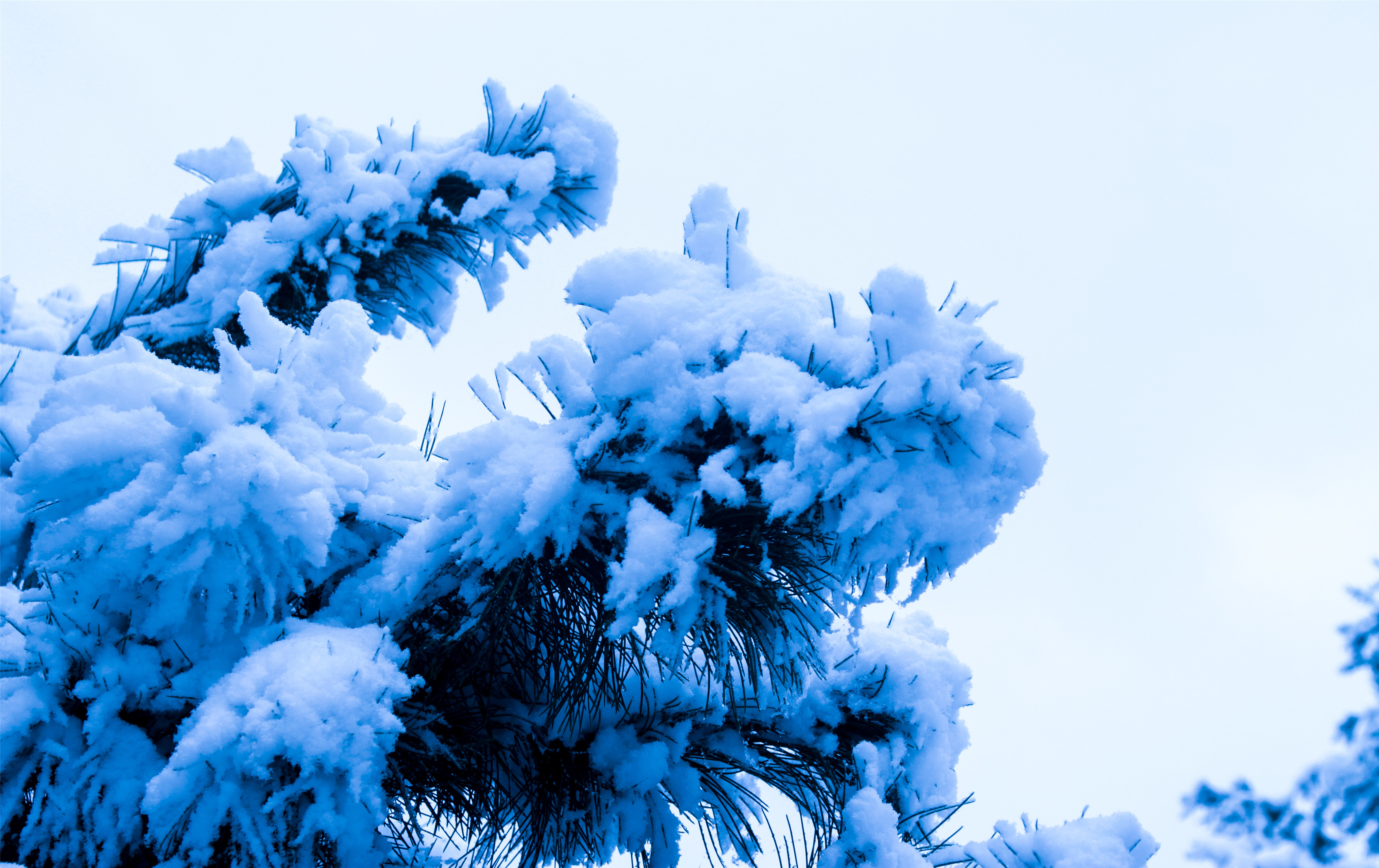 岁末年初邂逅一场雪,温暖一颗心,团圆一家人