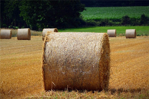 稻草秸秆