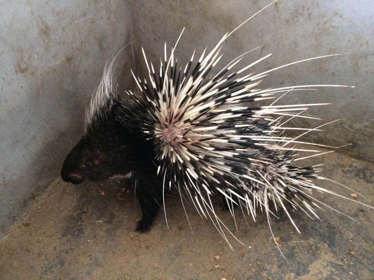 豪猪是一种美味的"山珍",在人工养殖时,这4点也很重要!