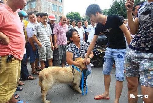 爱狗和杀狗,如何面对?