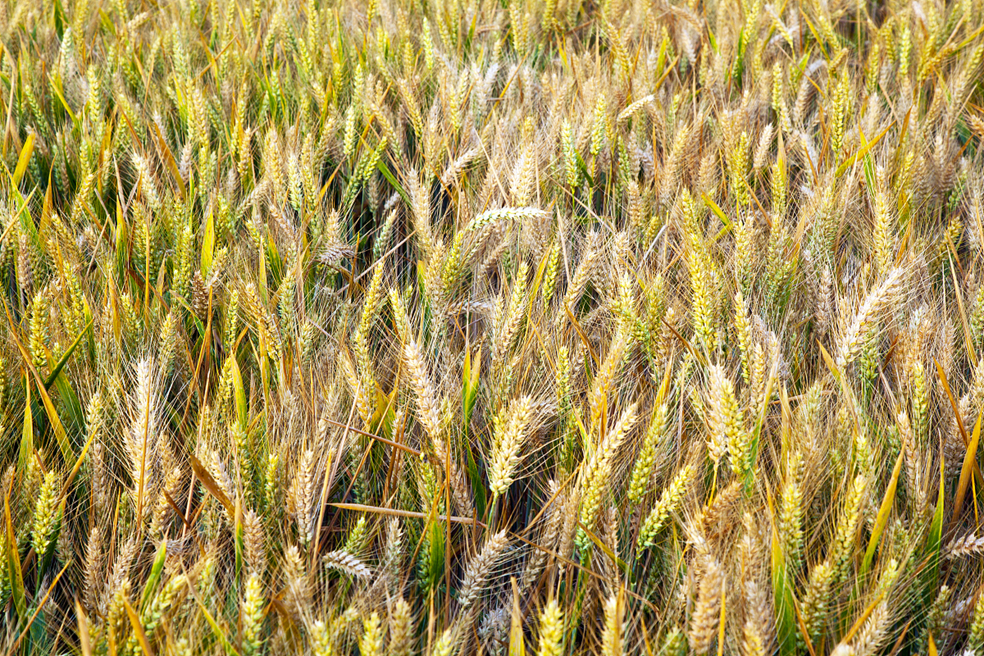 稷麦336小麦品种的产量表现如下:  * 在2018-2019年度参加黄淮冬麦