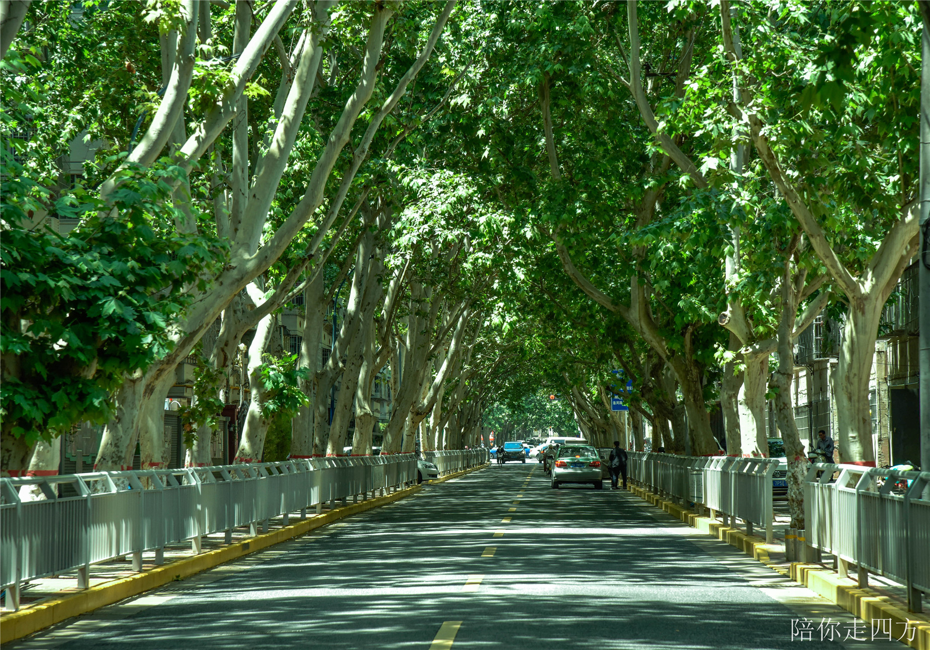 嵩山路河南图书馆门前的非机动车道