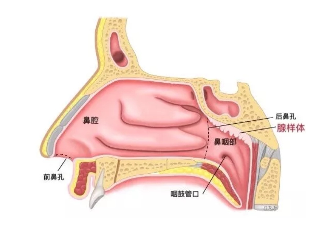 鼻黏膜位置图图片