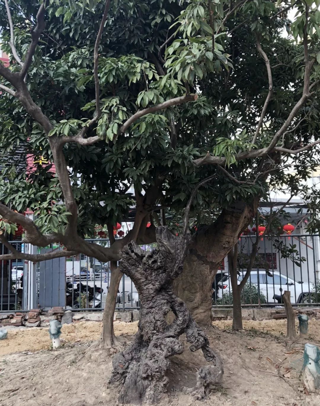 莆田一棵中国最古老的荔枝树"身患重病",急需抢救