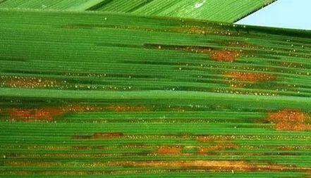 青稞- 热门商品专区