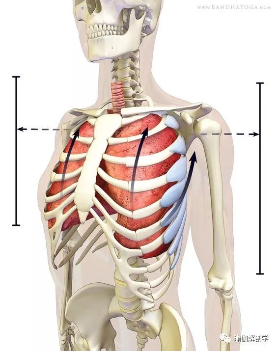 瑜伽练习中,不要忽视了重要的呼吸肌——膈肌