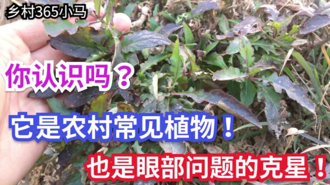 [图]它是农村常见植物，但你能想到它具有这么高价值吗？赶紧了解一下