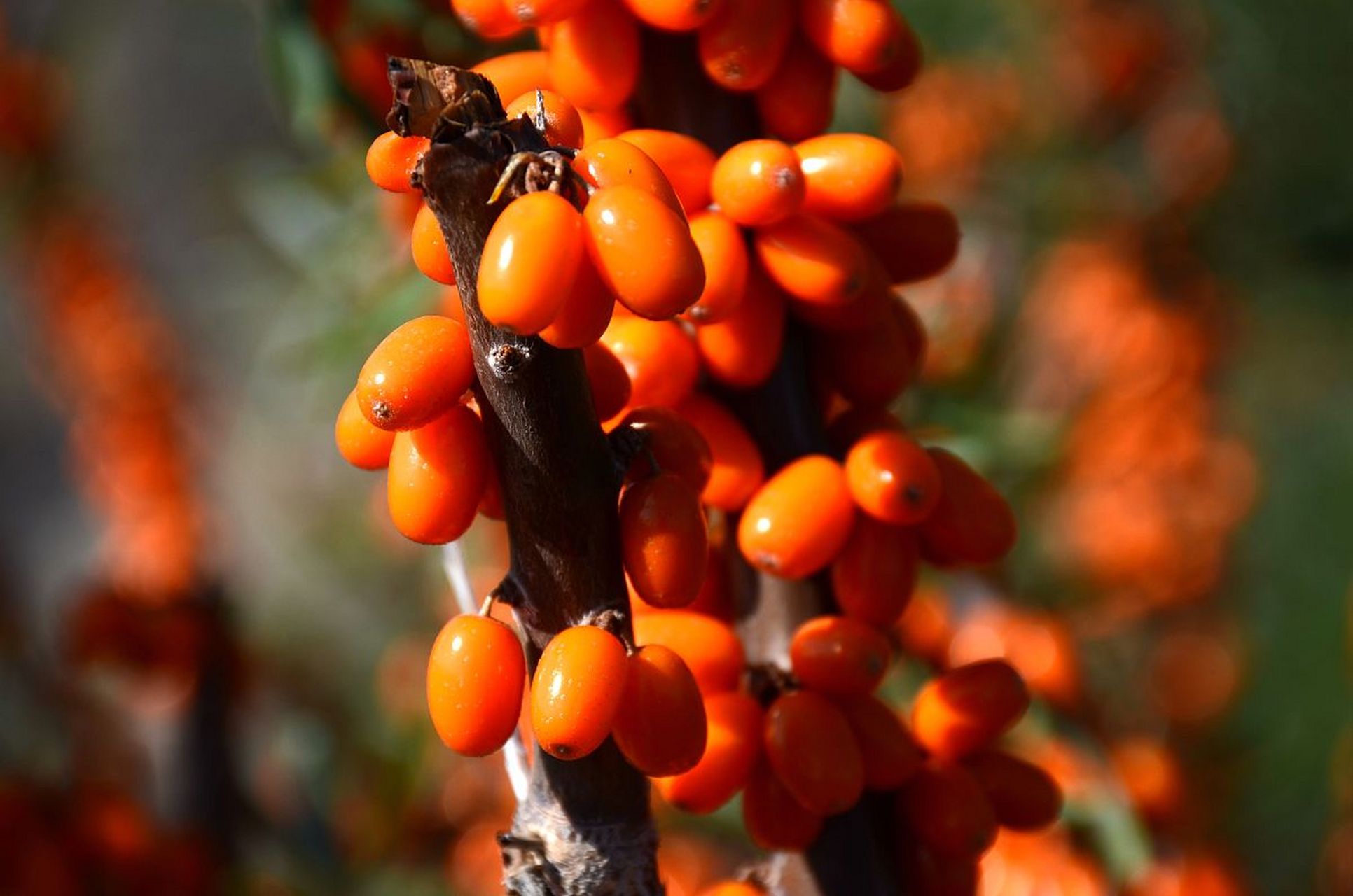 沙棘树雄雌如何分辨? 1.