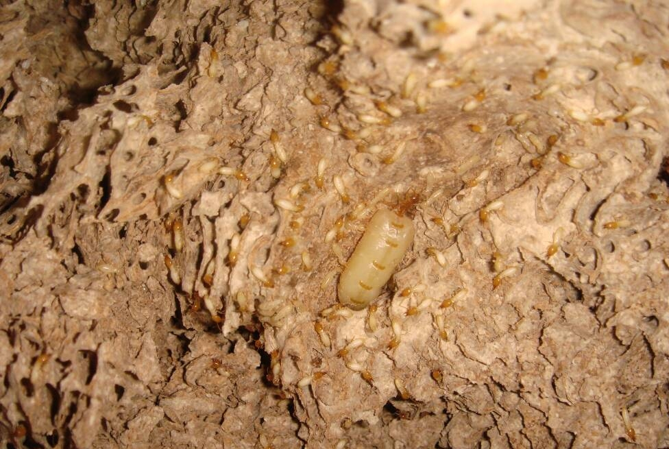 世界上最大的白蚁老巢,面积有英国那么大,竟然繁衍了上千年!