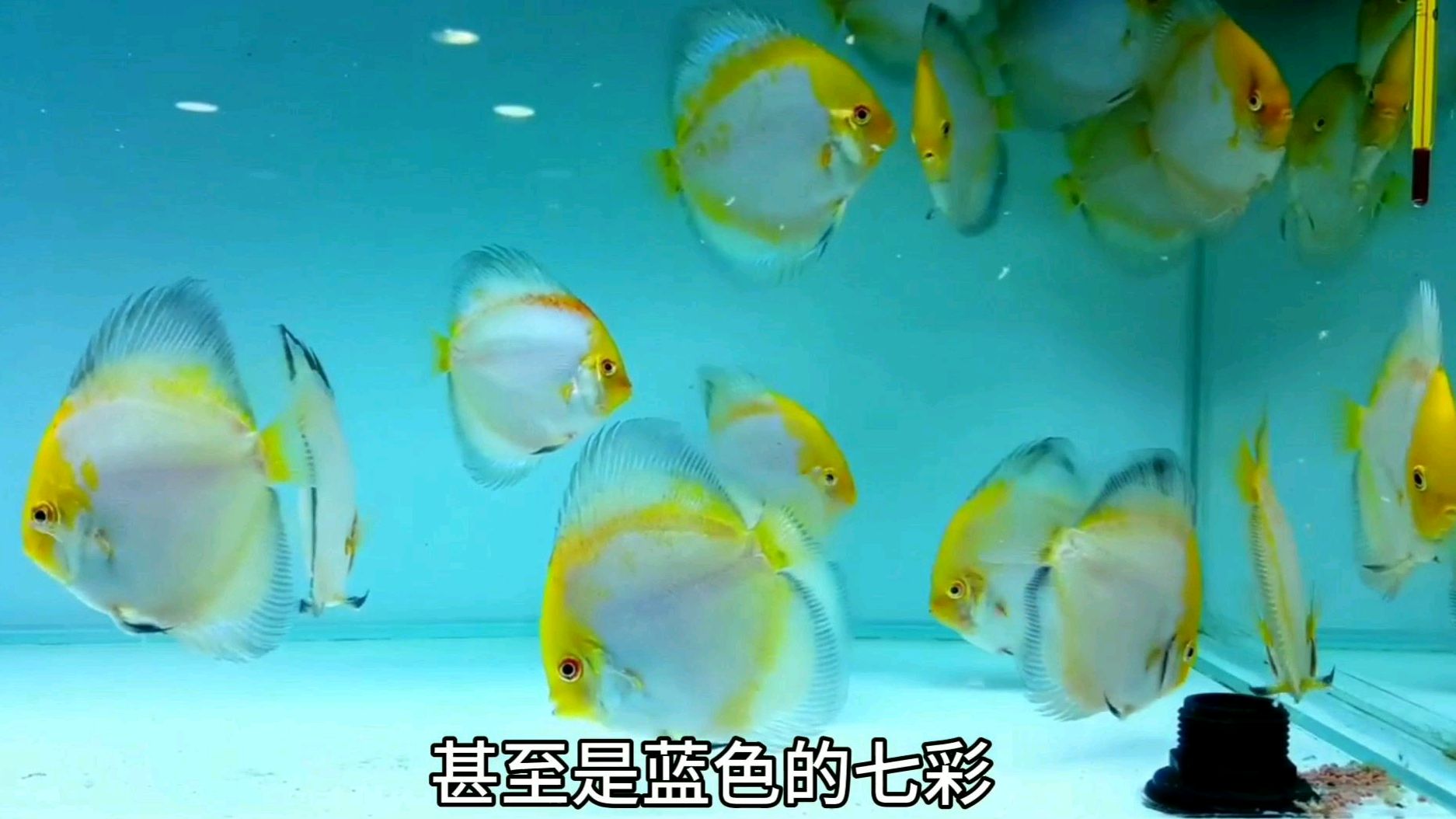 2020年别乱养鱼了,不想被说土就养这种鱼!魔鬼七彩神仙鱼!
