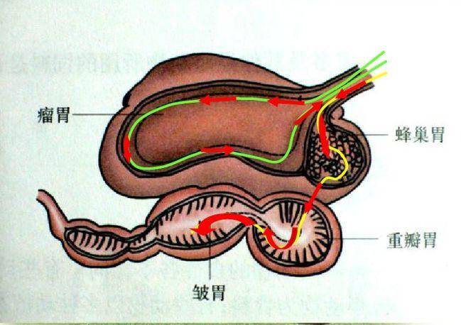 大熊猫身体器官图解图片