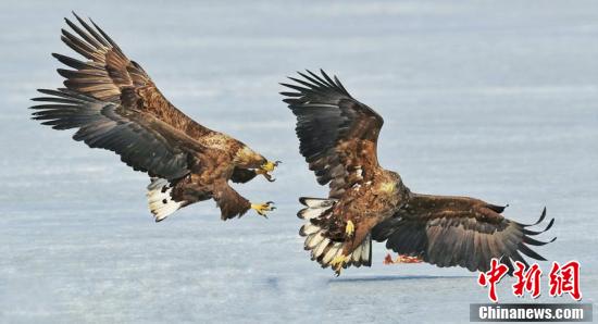 白尾海雕在冰面上打斗.