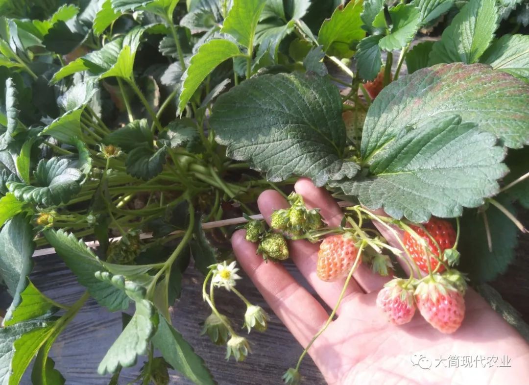 草莓疏花疏果还要看时机?