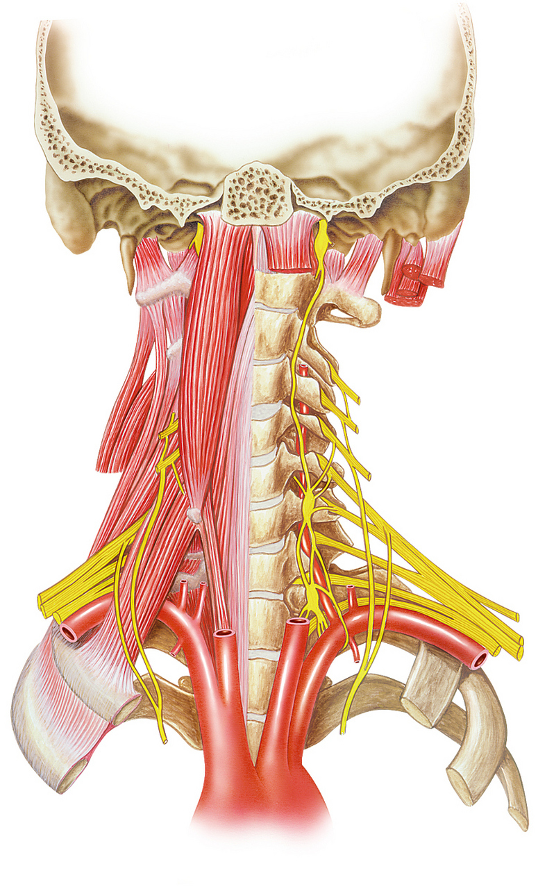 很多人出现了眩晕,ct一查,是椎基底动脉血管狭窄了,这个西医能疏通