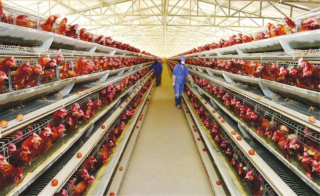 鸡蛋好吃又营养,蛋鸡的冬季养殖可是学问多多