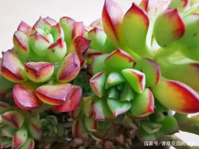 多肉酥皮鸭长气生根的三种原因,找对原因解决,株型好颜色也美