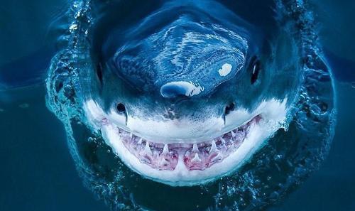 鲨鱼真人照片图片