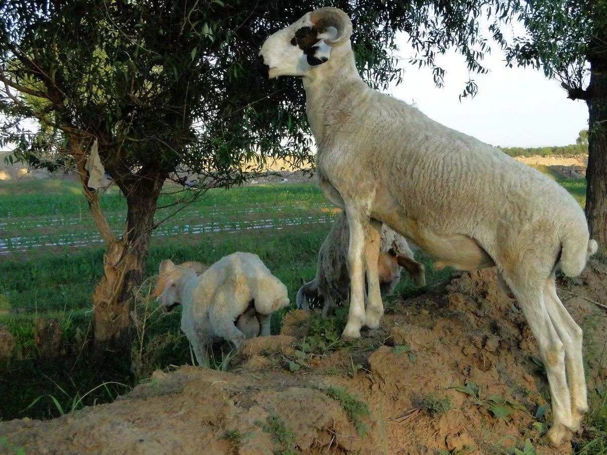 羊肉- 热门商品专区
