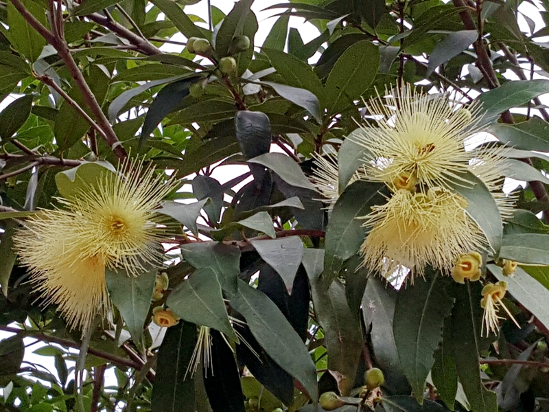 洋蒲桃树开的花象针状