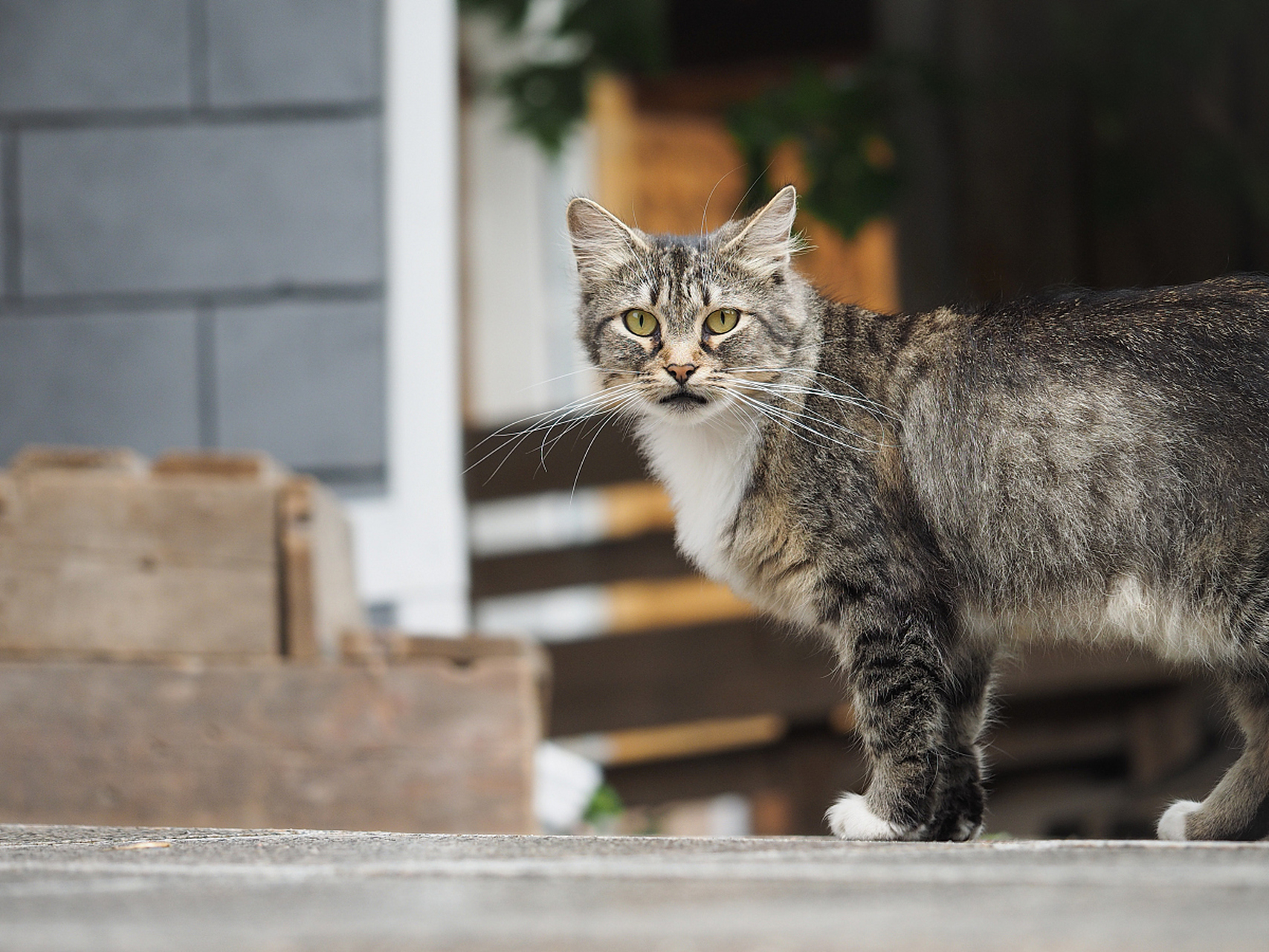 马恩岛猫是一种中等体型,身体匀称而有力,具有流线型身形,长而柔软