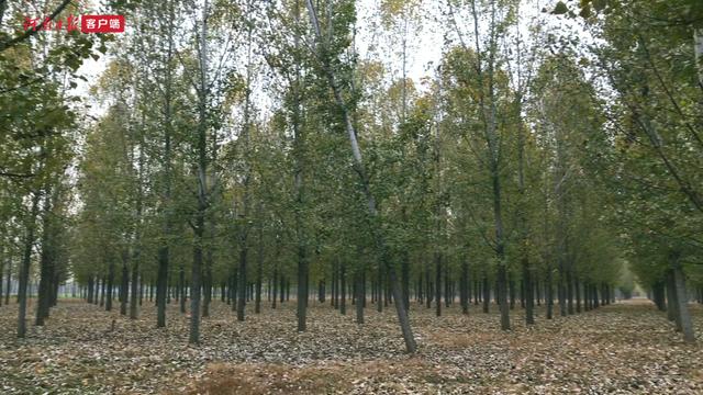 再访商丘民权林场:走绿色路 享绿色福