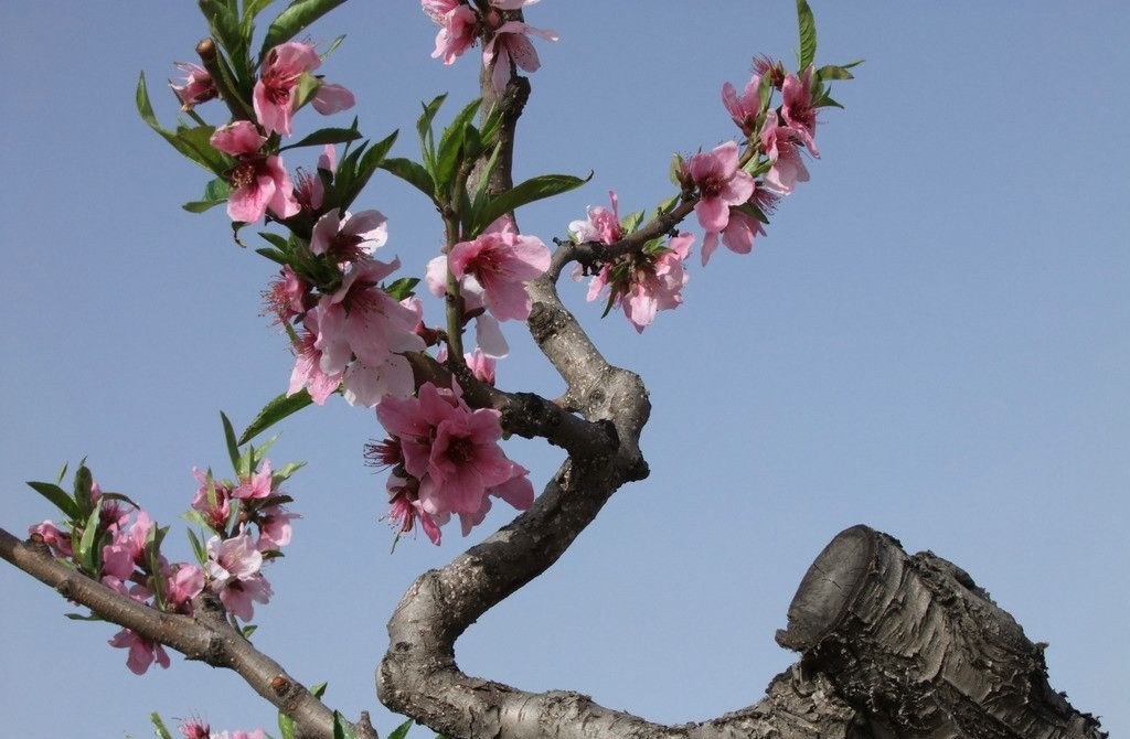 对于桃树的冬剪,你了解的有多少?冬剪的时候需要注意什么?