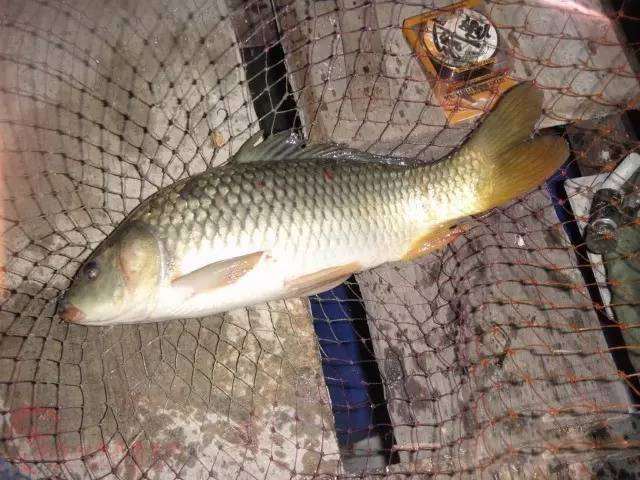 黑坑钓春鲤,鱼口莫测嘴刁滑,到底用什么样的味型才会给口