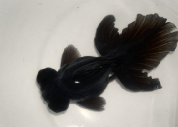 2018最受欢迎的金鱼之墨龙睛,你喜欢吗?