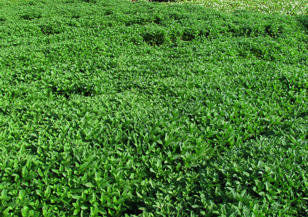 薄荷种植期间施肥才是重点,薄荷种植及田间管理技巧浅析