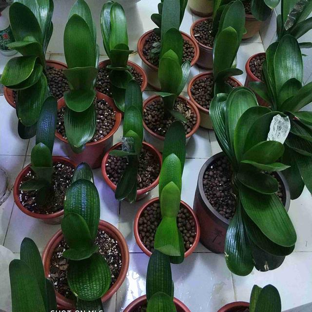 君子兰幼苗,用"浓缩法",2年长成大块头,"红花箭"挂满枝头