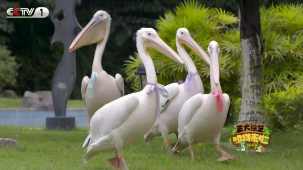 电鳗的电从何而来?《正大综艺·动物来啦》揭秘电鳗放电全过程!