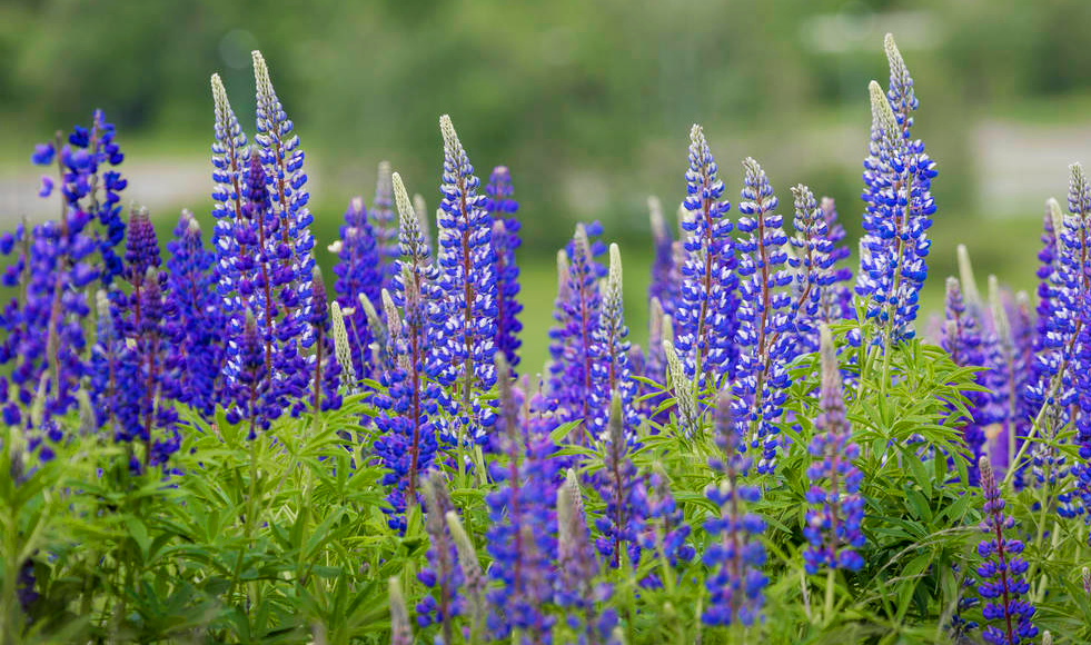 多叶羽扇豆除了有供人观赏的价值,还有另一种价值,你知道吗?
