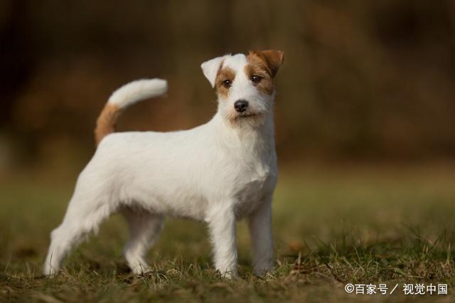 宠物:如何训练杰克罗素梗犬