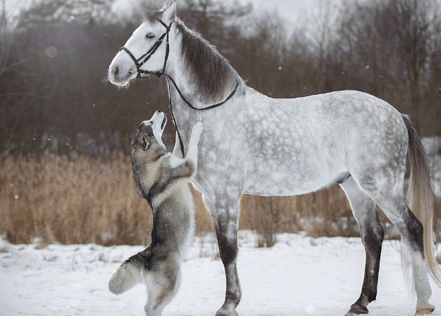 想像一下,策马奔腾画面,二哈却跟在后面的场景