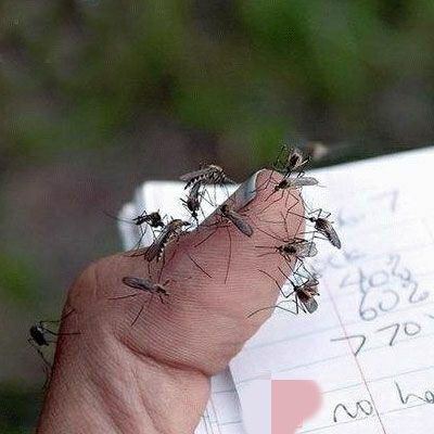 蚊子又出来造孽了,这种花蚊子,咬人特别疼,却是外国入侵的
