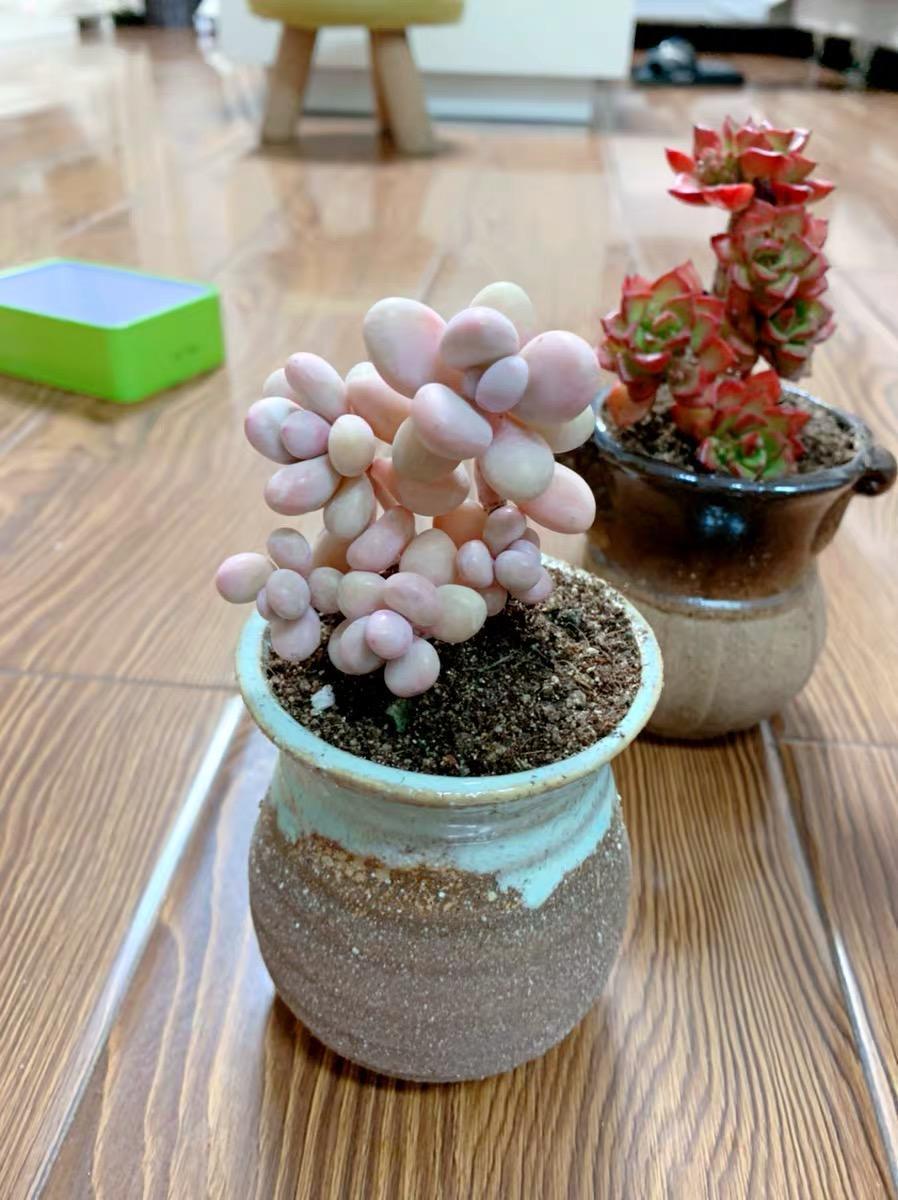 4月发文:养桃蛋,2个"技巧",90天长成"小桃心"