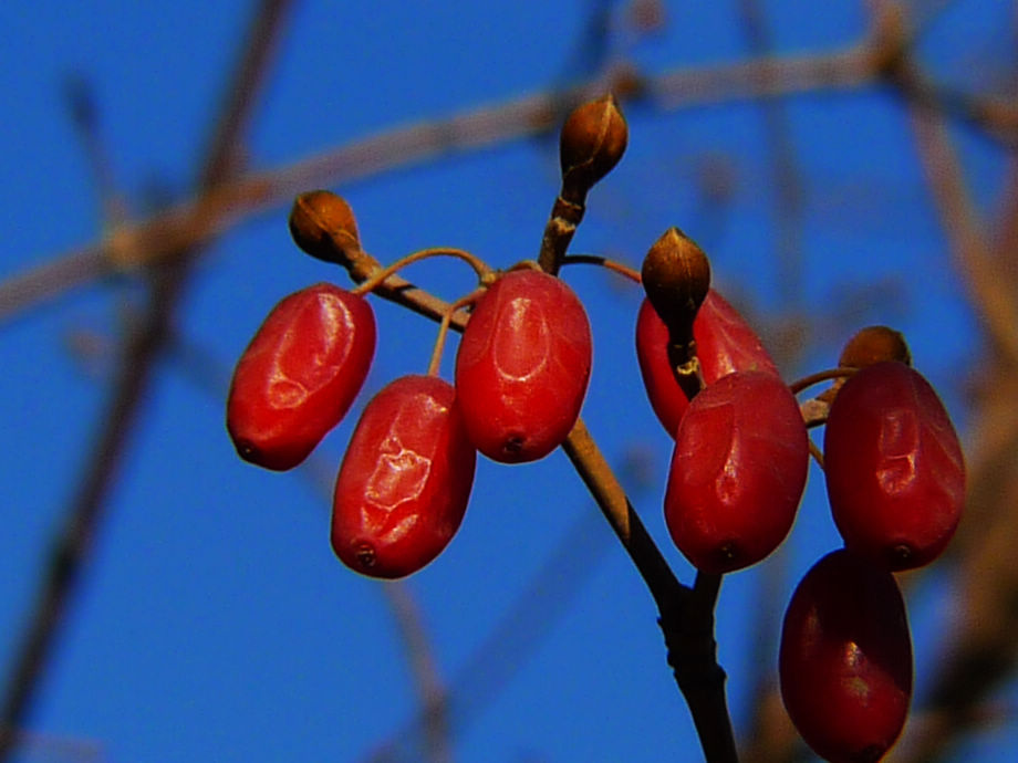 重陽佳節插茱萸,山茱萸or吳茱萸?