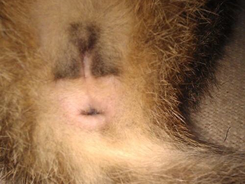 怎么分辨公母猫?看这里