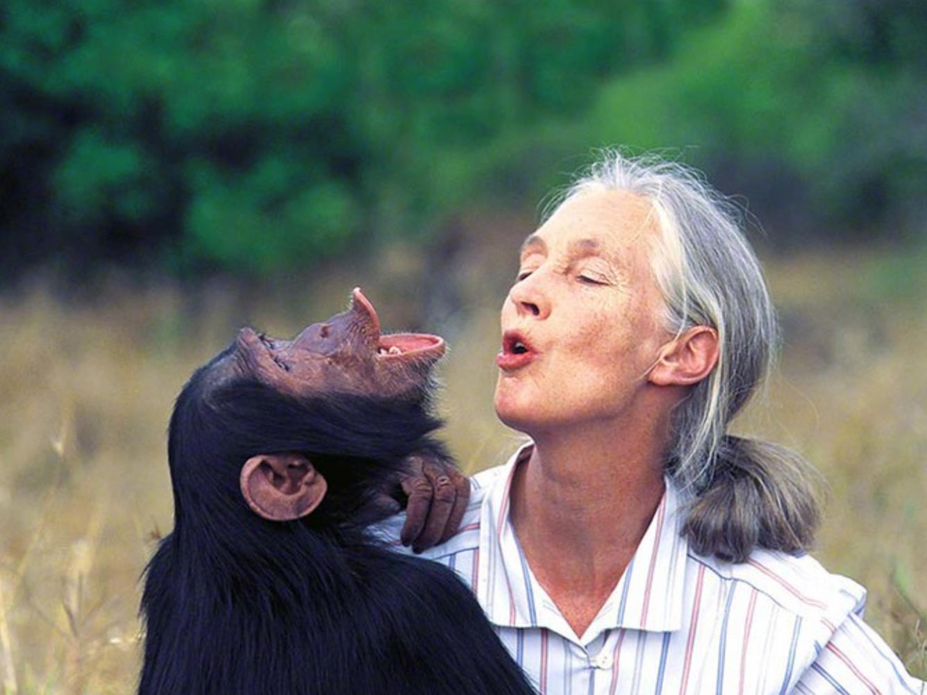 85岁珍·古道尔做客成博,分享"猩"路历程首先感谢母亲