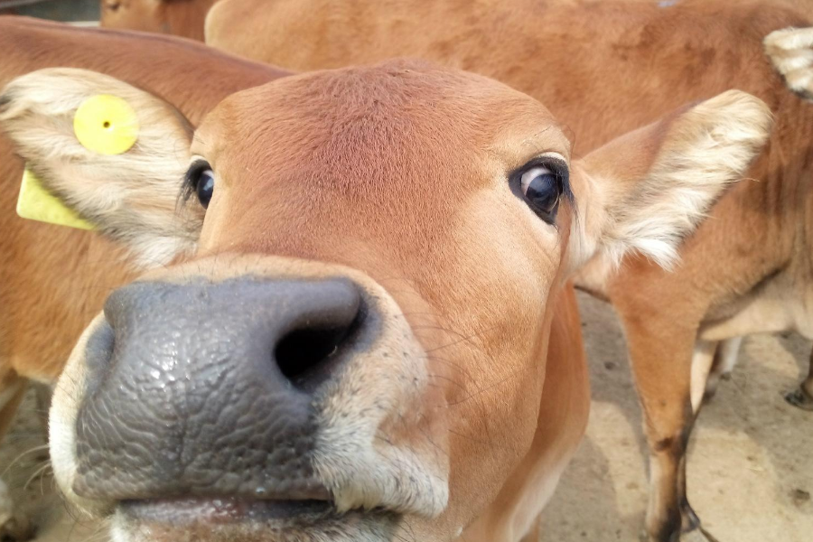 给小牛犊子灌药用牛犊子牙划个口子 - 2020年最新商品信息聚合专区