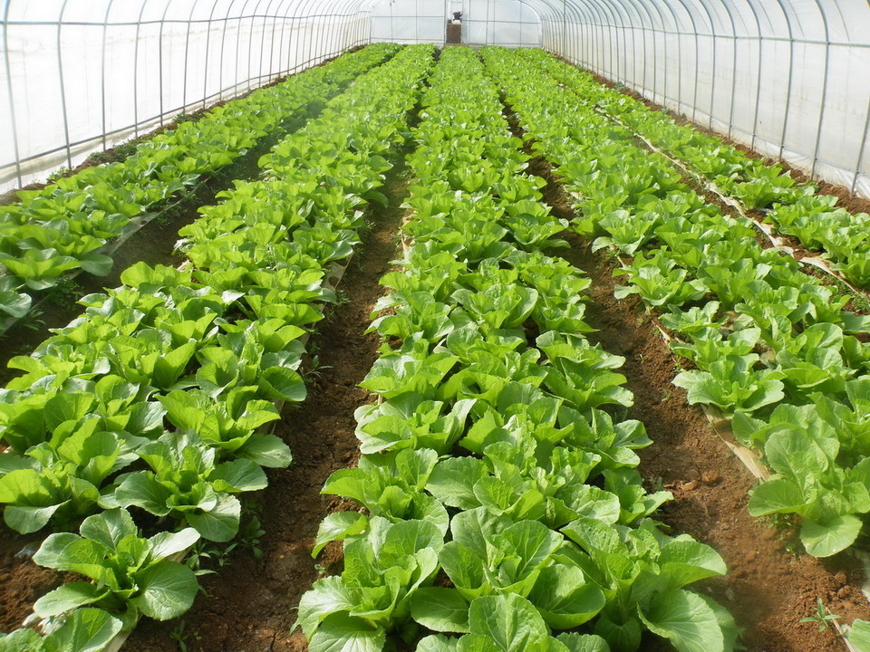 冬季大棚增温的几个要点