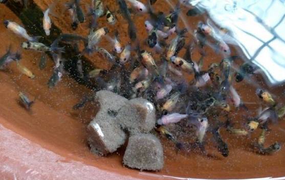 繁殖季节,金鱼产卵坏水,金鱼一年可以产几次卵?