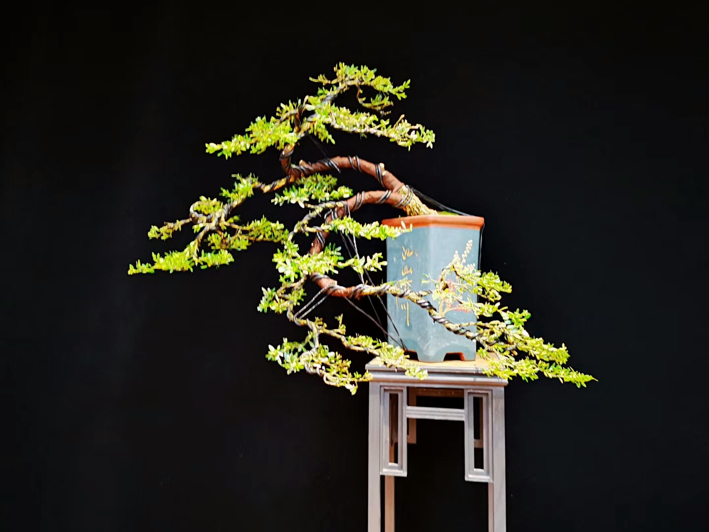 又一波黄杨精品盆栽,这样的造型超出你的想象,想拥有吗?