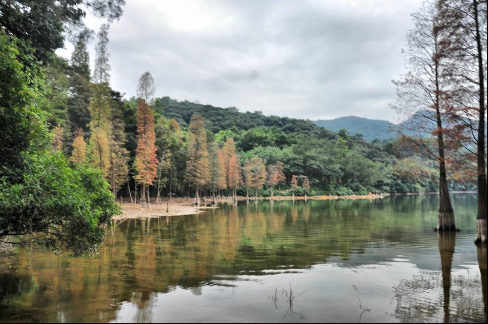 愛在深秋 白雲山黃婆洞水庫秋色撩人 來這裡感受下廣州的秋天