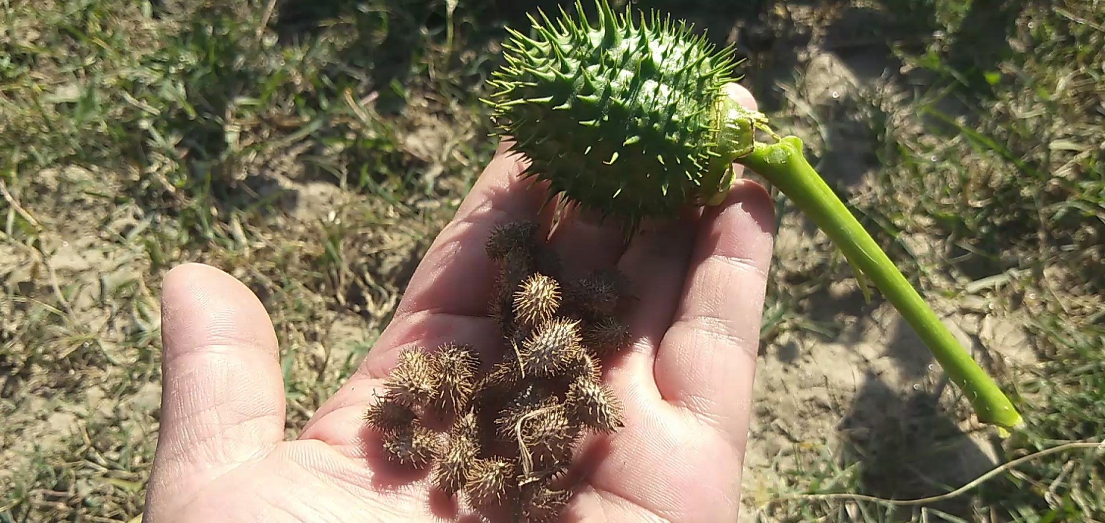 小编摘了一个成熟了的曼陀罗果实闻了闻感觉有点臭,有种无法描述的